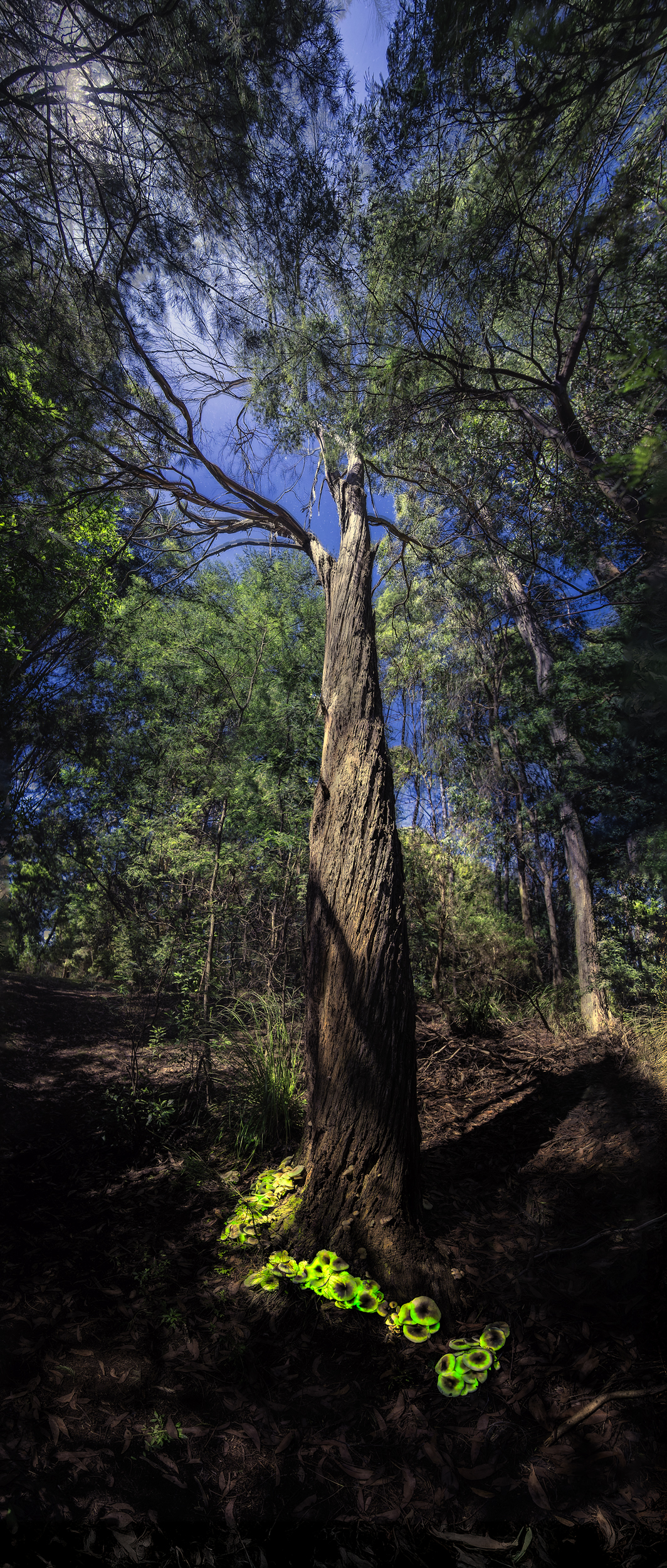 Nidiformis