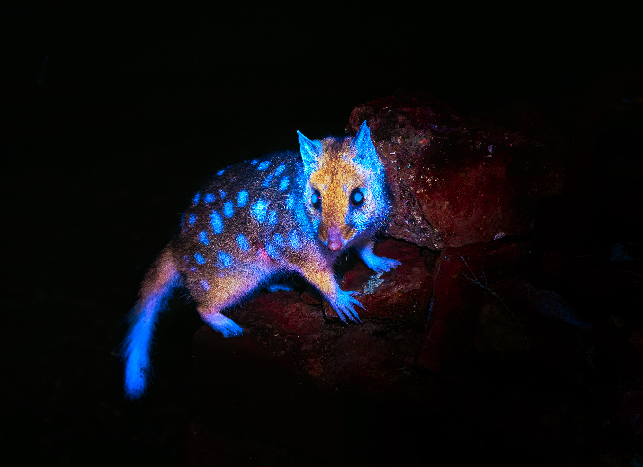 The Magic Rat